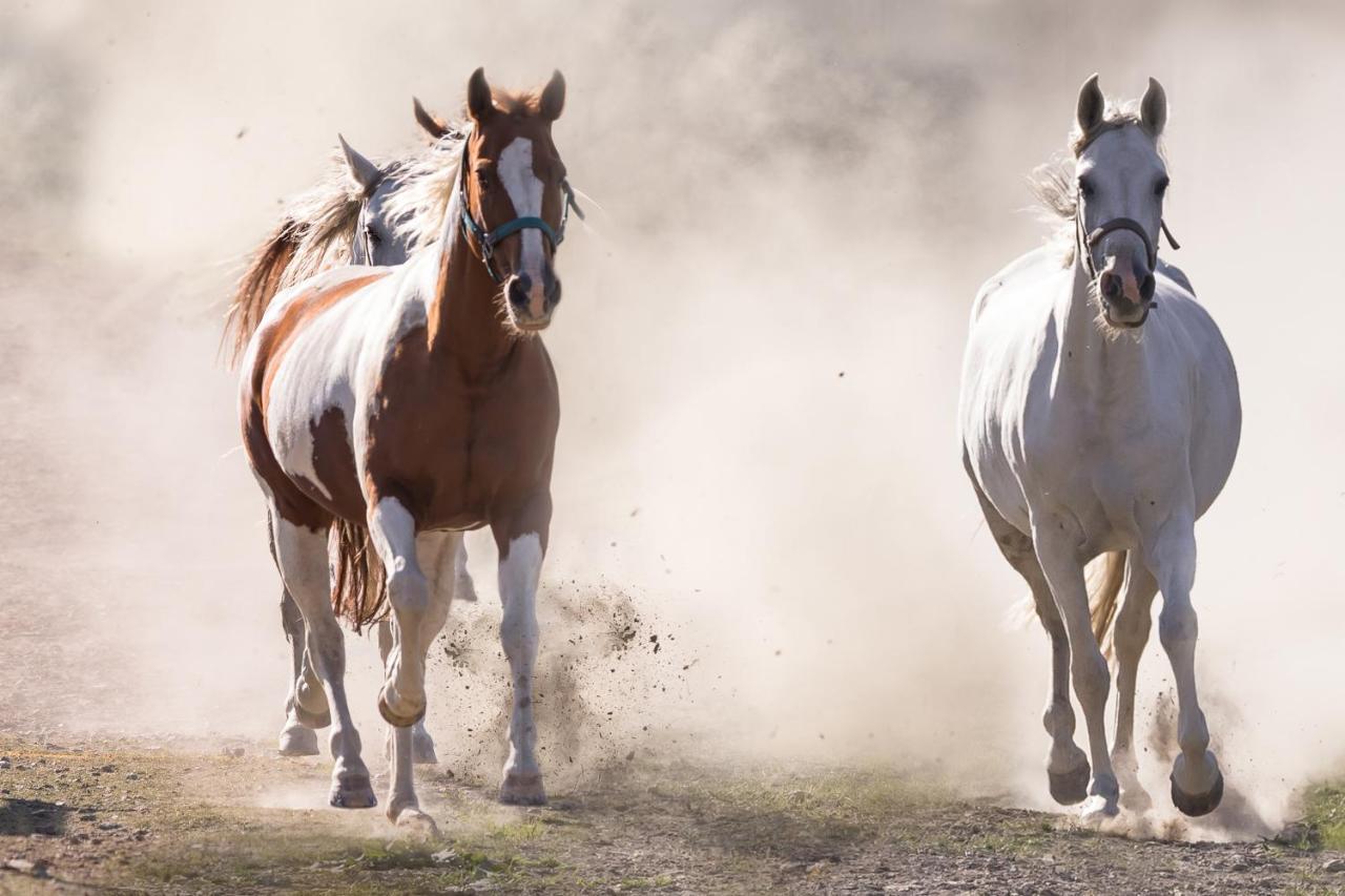 Ranchhouse Bubble - Westernstable - Horse Elterlein Ngoại thất bức ảnh