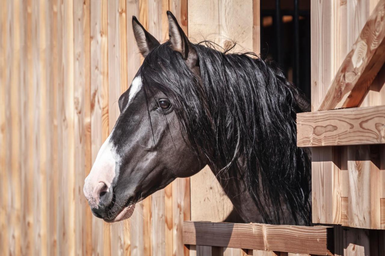 Ranchhouse Bubble - Westernstable - Horse Elterlein Ngoại thất bức ảnh